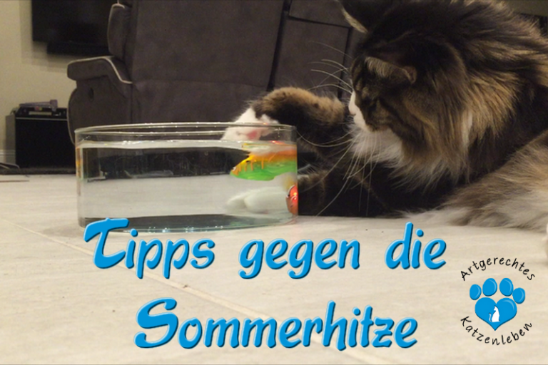 5 Tipps gegen die Sommerhitze für Katzen Artgerechtes